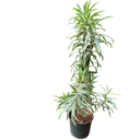 Song of India, Dracaena reflexa