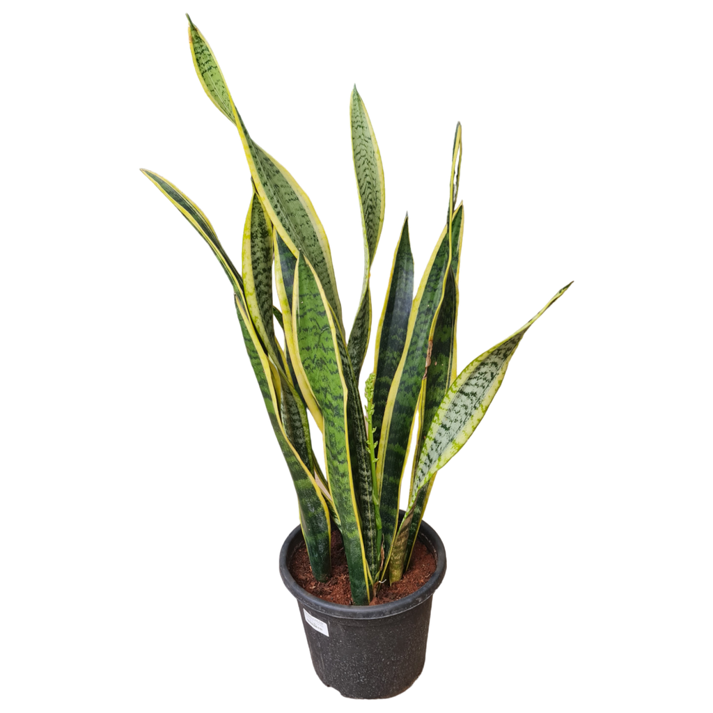 Snake Plant, Sansevieria trifasciata laurentii