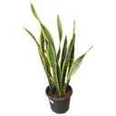 Snake Plant, Sansevieria trifasciata laurentii
