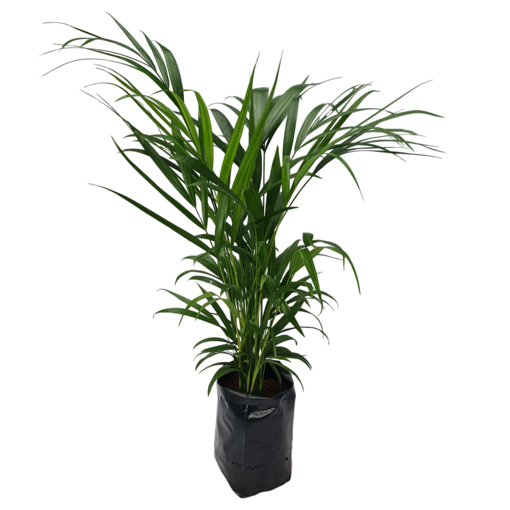 Areca palm, Dypsis lutescens