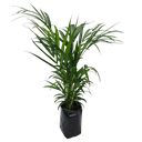 Areca palm, Dypsis lutescens