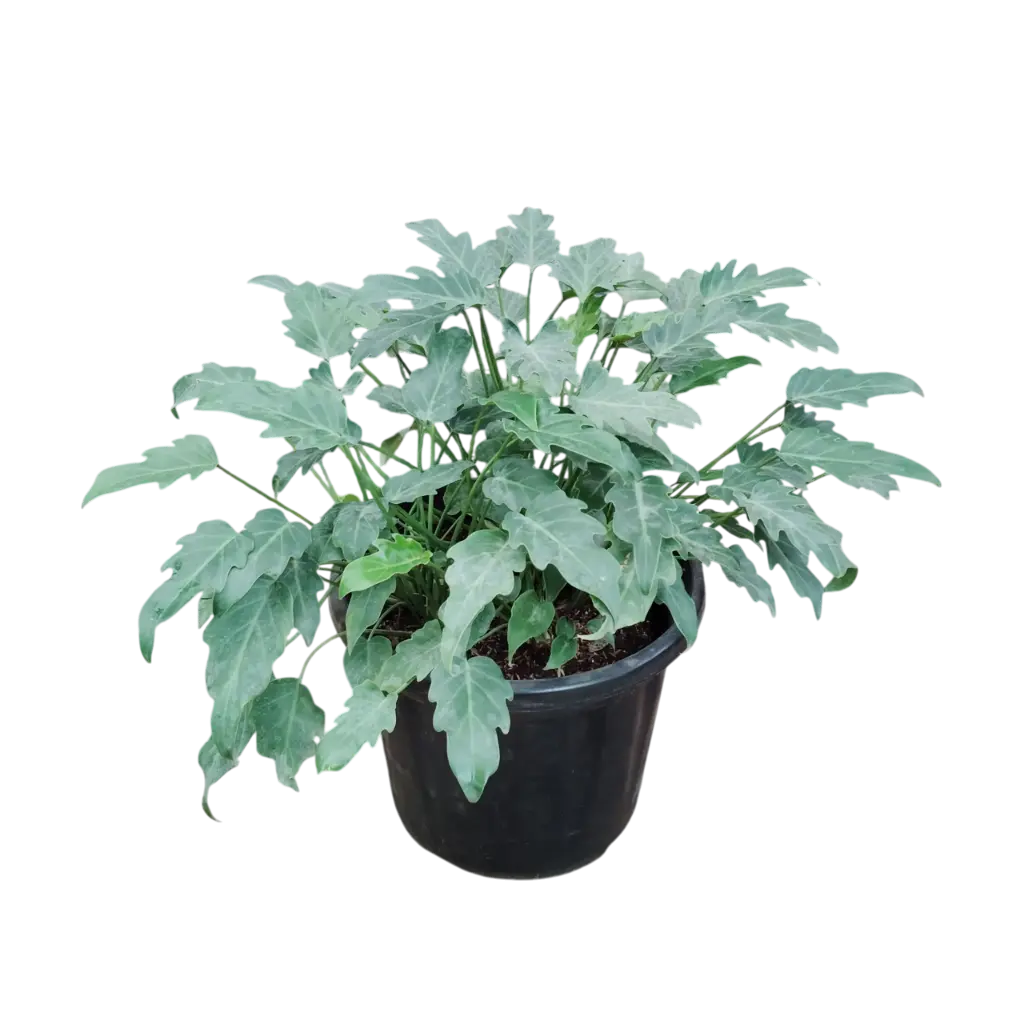 Philedendron xanadu green