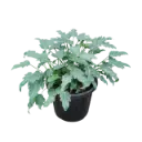 Philedendron xanadu green