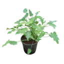 Philedendron xanadu golden