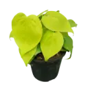 Oxy gold, Philodendron scandens aureum