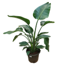 White Bird of Paradise, Strelitzia nicolai