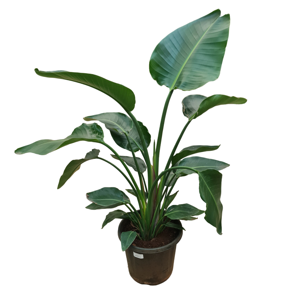 White Bird of Paradise, Strelitzia nicolai