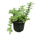 Green Jade Plant,Crassula Ovata