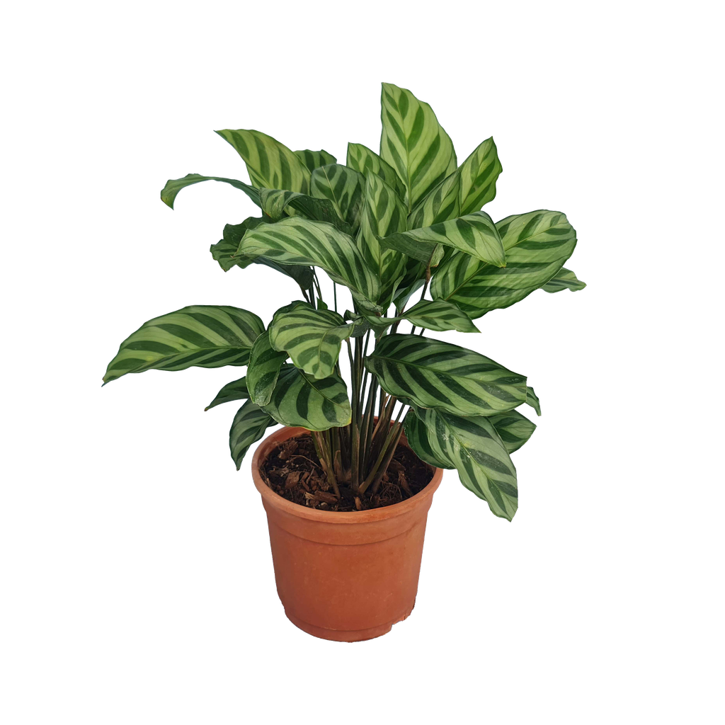 Calathea concinna freddie