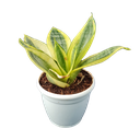 Snake plants, Sansevieria golden hahnii