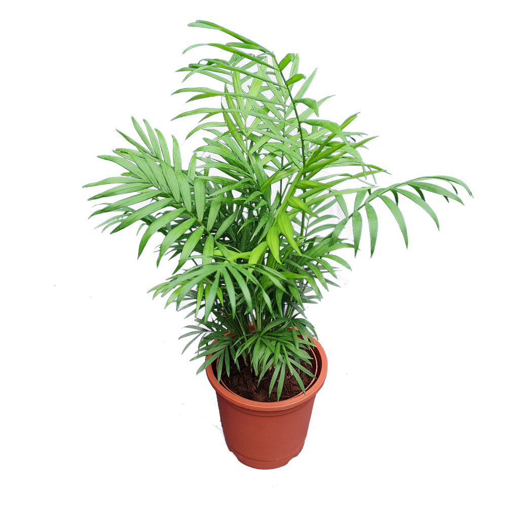 Parlor palm, Chamaedorea elegans
