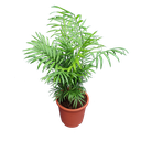 Parlor palm, Chamaedorea elegans
