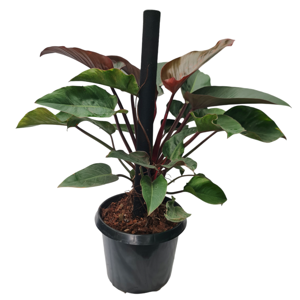 Philodendron “Imperial Red”