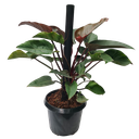 Philodendron “Imperial Red”