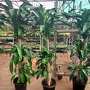 Mass cane plant, Dracaena fragrans ‘Massangeana’