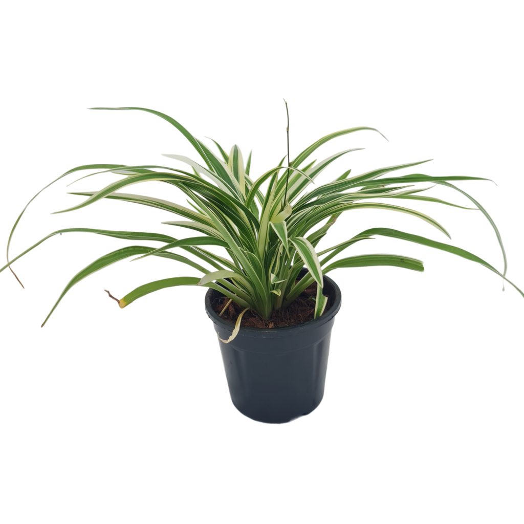 Spider Plant, Chlorophytum comosum Ocean