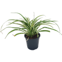 Spider Plant, Chlorophytum comosum Ocean