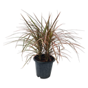 Dracaena marginata tricolor