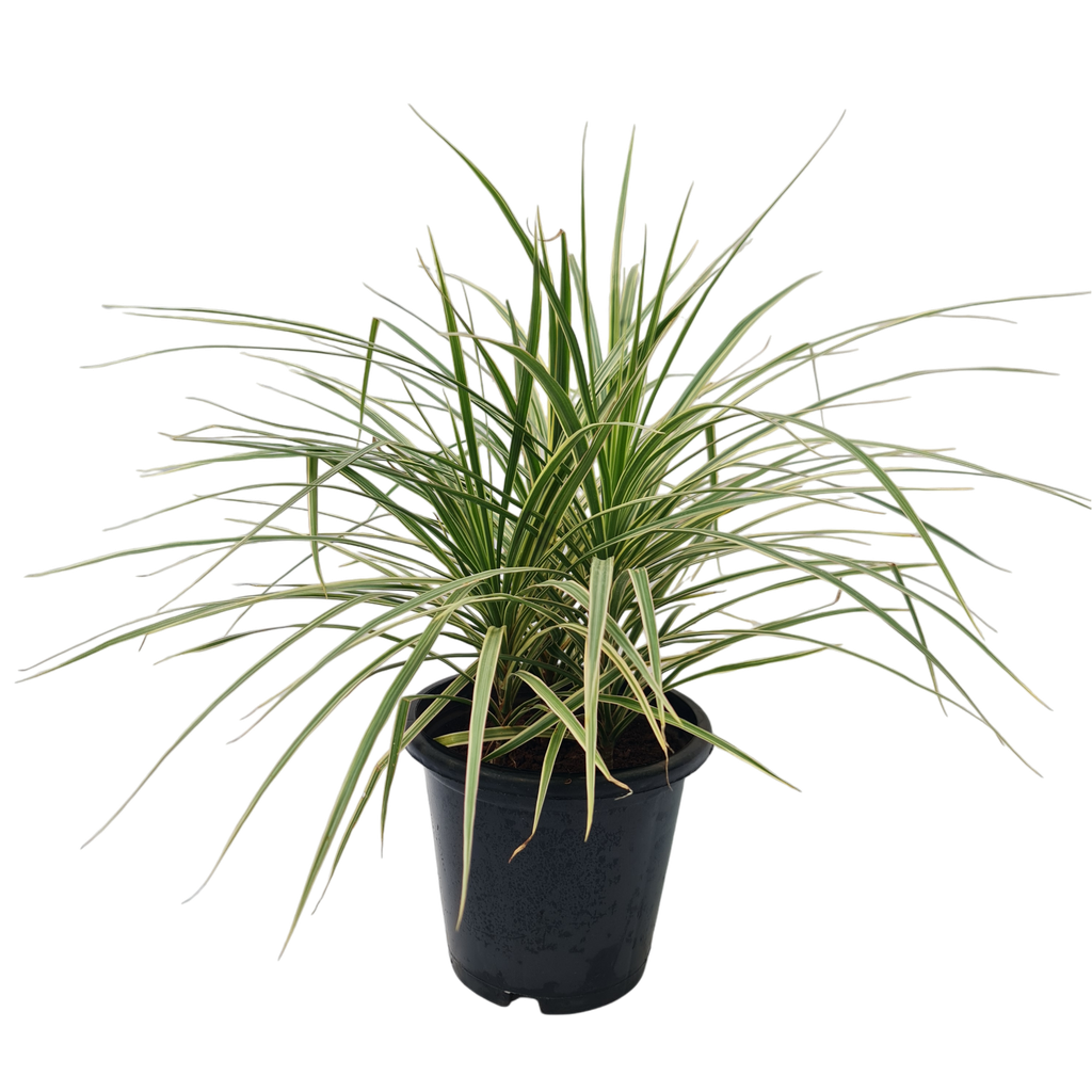 Dracaena marginata bicolor