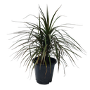 Dracaena marginata black