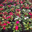 Impatiens hawkeri, New guinnea impatiens