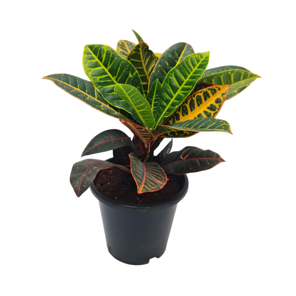 Croton petra, Codianeum variegatum