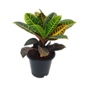 Croton petra, Codianeum variegatum