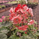 Geranium, Pelargonium X hortorum