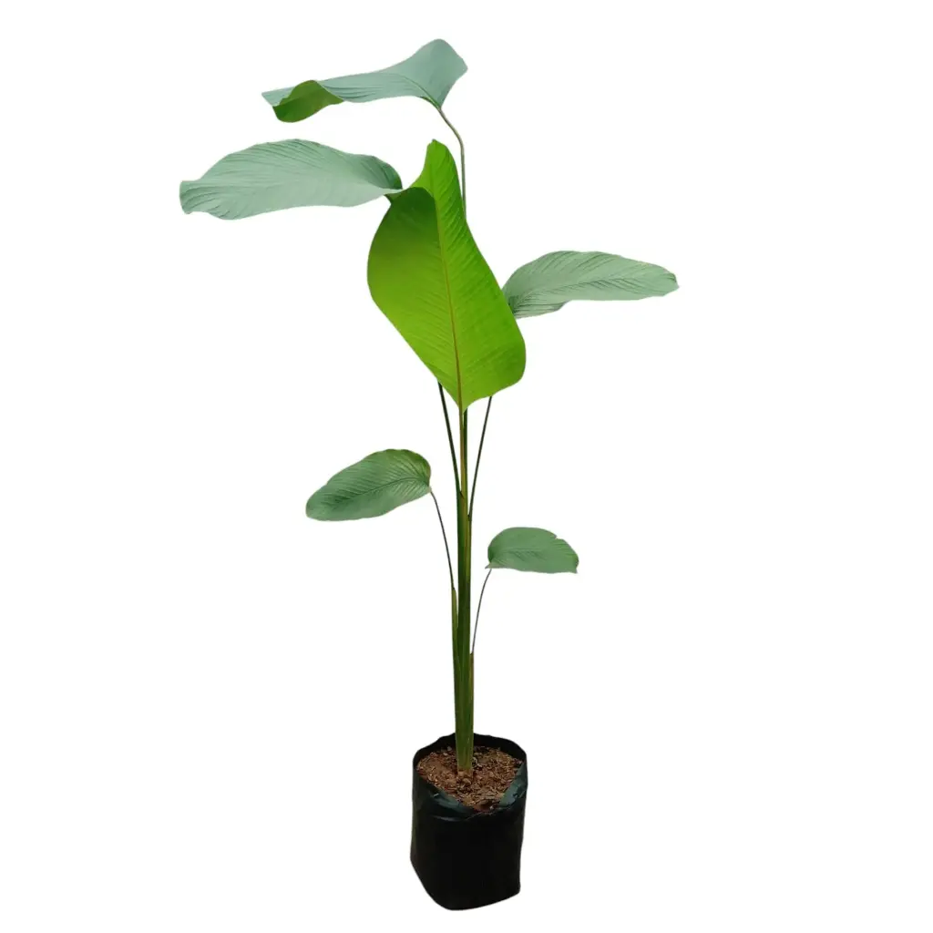 Cigar plant, Calathea lutea