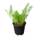 Foxtail fern, Asparagus densiflorus