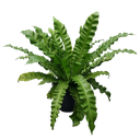 Bird's nest fern, Asplenium nidus