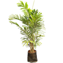 Macarthur palm, clumping kentia, Ptychosperma Macrarthuri