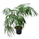 Thrinax palm, Thrinax excelsa