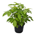 Brassia golden, Schefflera actinophylla Amate Soleil