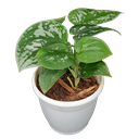 Satin pothos, silver pothos, Scindapsus pictus