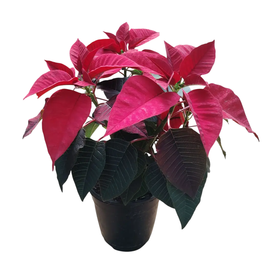 Poinsettia Red, Euphorbia pulcherrima