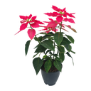 Poinsettia shocking Pink, Euphorbia pulcherrima