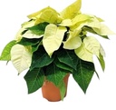 Poinsettia Yellow, Euphorbia pulcherrima