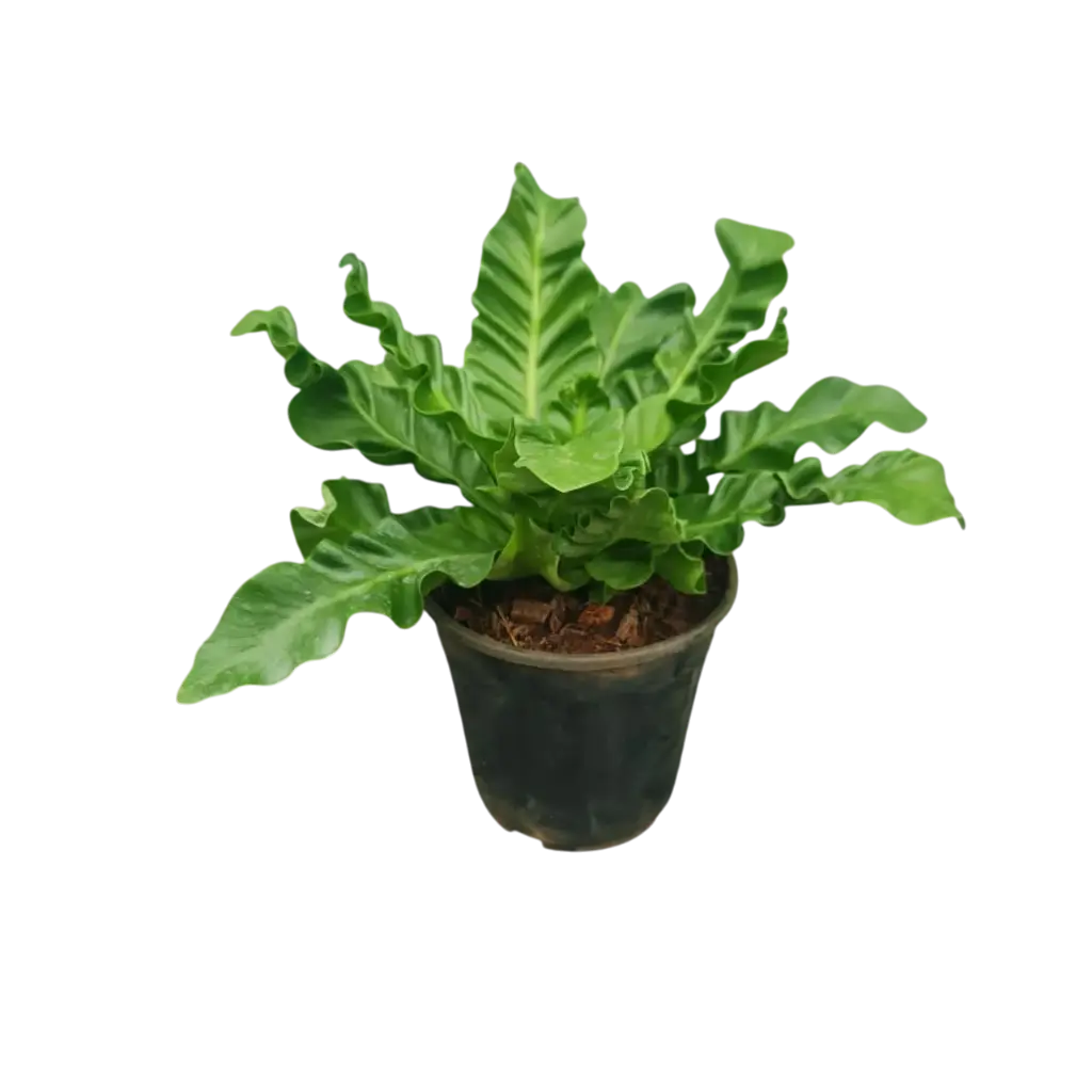 Cobra fern, Asplenium Nidus