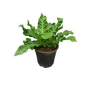 Cobra fern, Asplenium Nidus