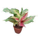 Aglaonema Panama