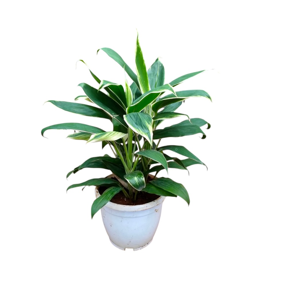 Cordyline fruticosa Conga 