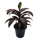 Cordyline fruticosa Ruby Red 