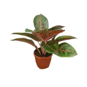 Aglaonema Red Stardust