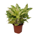 Aglaonema permaisuri