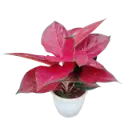 Aglaonema Super Red 