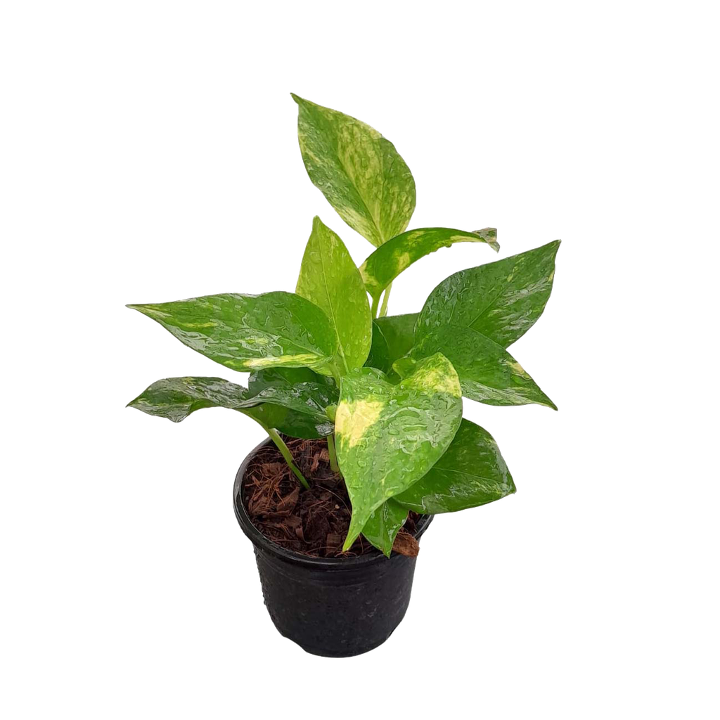 Money plant varigated, Epipremnum aureum