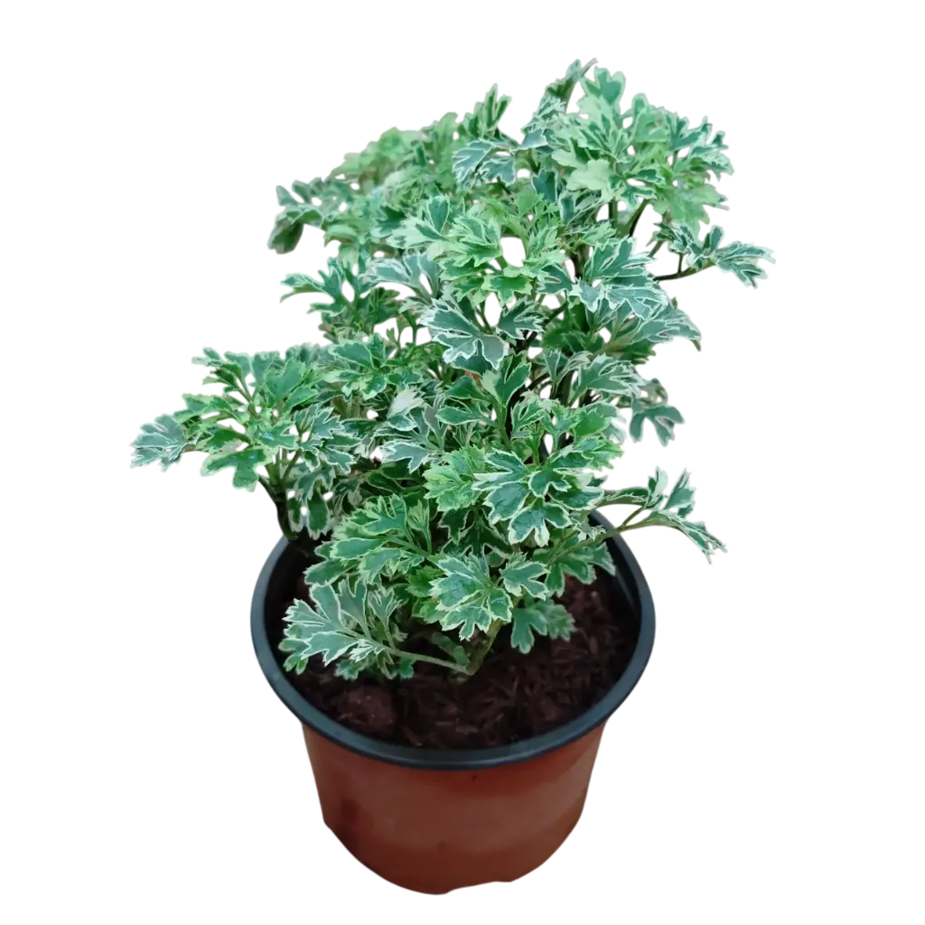 Arelia Varigated, Polyscias  dwarf 