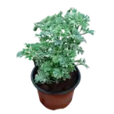 Arelia Varigated, Polyscias  dwarf 