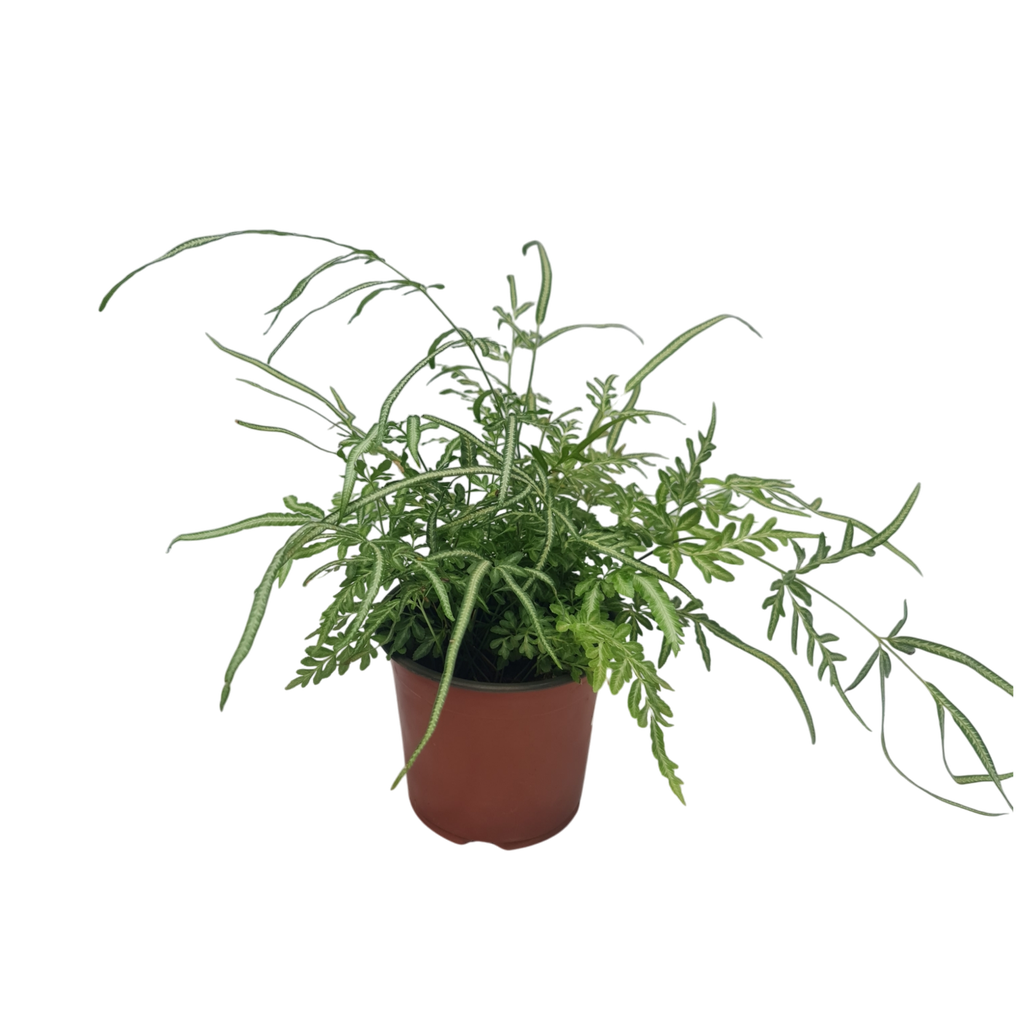 Silver Lace Fern, Pteris ensiformis ‘Evergemiensis’